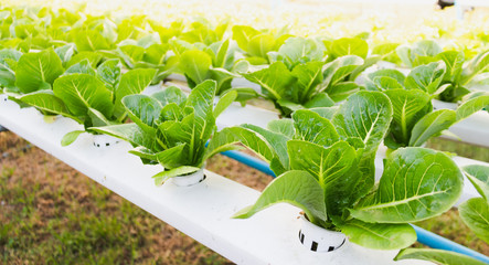 cos romaine in hydroponics system farm