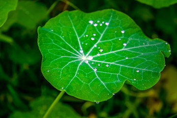 Large lotus leaf with many water drops extreme closeup