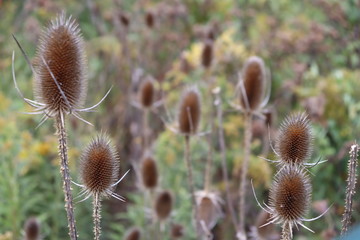 Obraz premium dry thistle after bloom