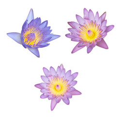 Fototapeta na wymiar purple and yellow lotus in patal part on isolated white background