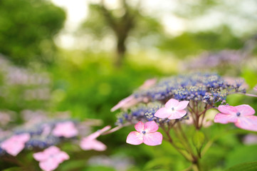 紫陽花