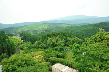 紫陽花