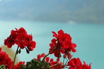 red flowers on background of blue lake