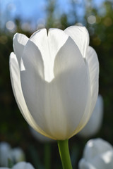 White Tulip