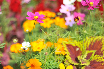 Fototapeta premium 花