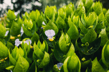 green plant in the garden