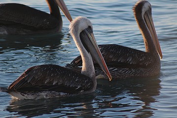 Pelicans floating in the sea on the beach of Algarrobo, central coast of Chile