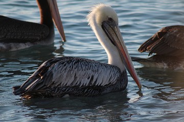 Pelicans floating in the sea on the beach of Algarrobo, central coast of Chile