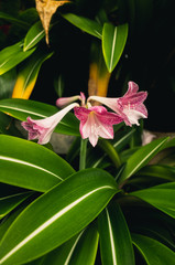 Obraz premium pink lily on black background