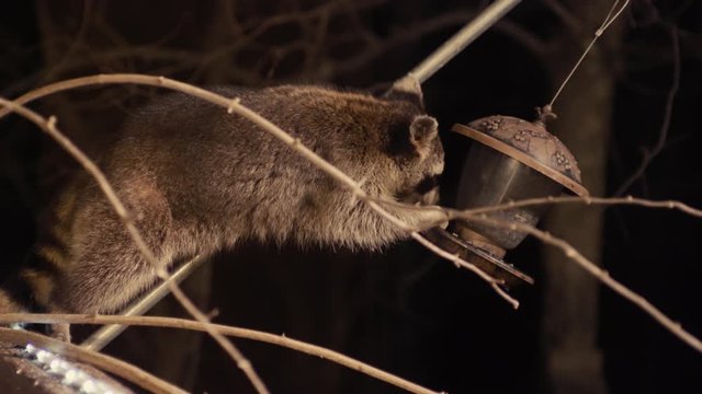 Racoon Invading a bird feeder