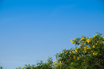 Yellow flowers and green leaves branch on blue sky background. copy space