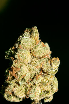 Cannabis macro in black background fifty megapixels prints