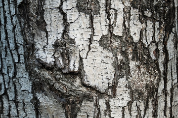 Dark brown tree bark texture background