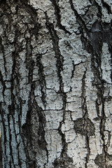 Dark brown tree bark texture background