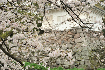 大分城の桜