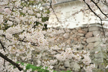 大分城の桜
