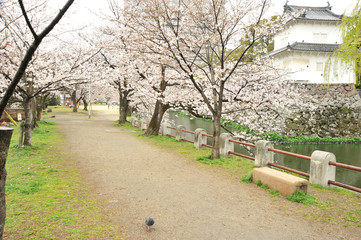 大分城の桜