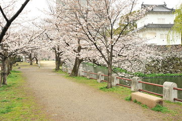 大分城の桜