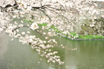 大分城の桜