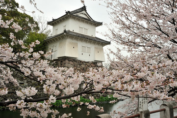 Fototapeta premium 大分城の桜