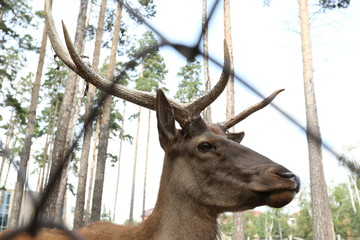 a deer behind a fence in Borovoye