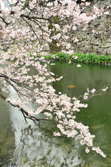Obraz na płótnie Canvas 大分城の桜