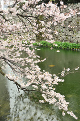 Obraz na płótnie Canvas 大分城の桜