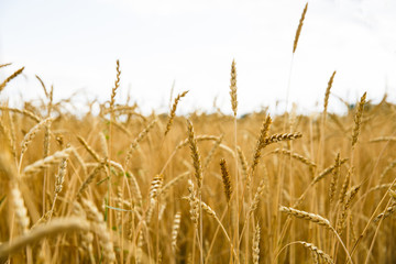 A lot of golden spikelets on a wheat field