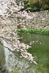 大分城の桜