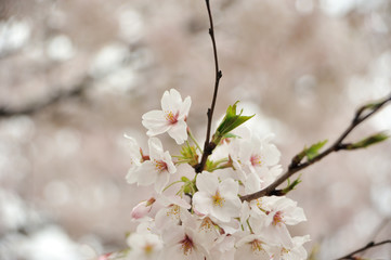 大分城の桜