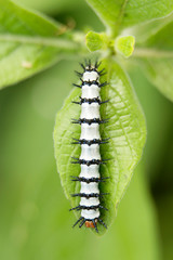 caterpillar on leaf