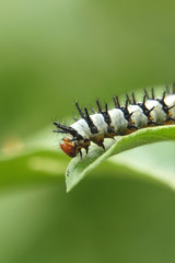 caterpillar on leaf