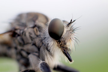 Robber Fly - assassin flies