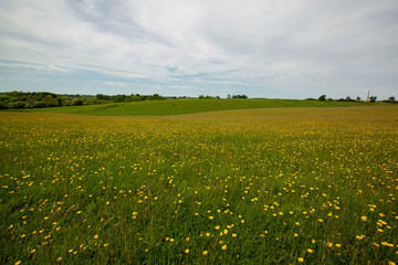 yellow flower in the field with sky background