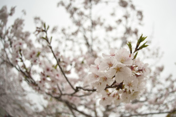 Obraz premium 桜