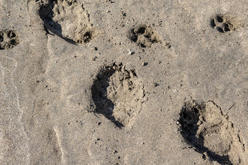 Bear Track