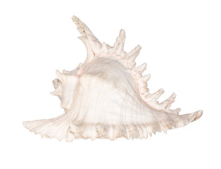 Conch shell isolated on white Background with clipping path