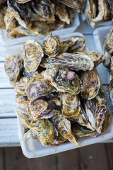 fresh oysters on ice