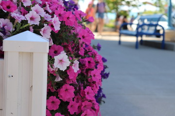 bouquet of flowers on street