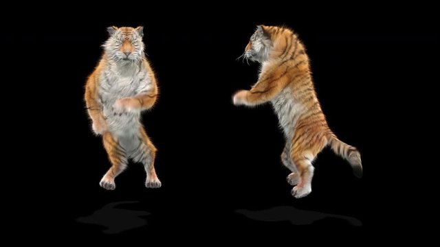 tiger CG fur 3d rendering animal realistic CGI VFX Animation  Loop alpha dance composition 3d mapping cartoon Motion Background, (with Alpha Matte)
