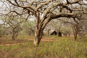small tent nestled under big trees in tsavo kenya