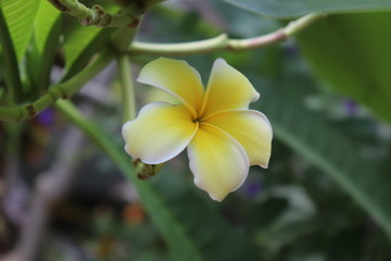 yellow tropical flower