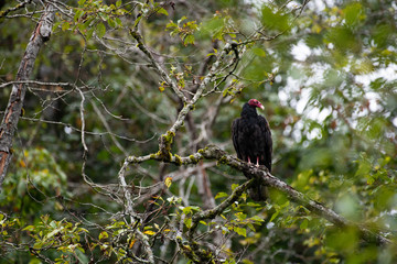 Turkey vulture