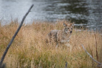 Coyote