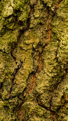 The texture of the tree bark. tree bark with green moss, nature theme and backgrounds