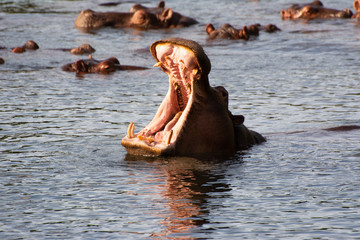 Fototapeta na wymiar hippo yawn at mzima springs kenya