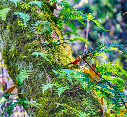 Fototapety na wymiar - Fototapeta24.pl