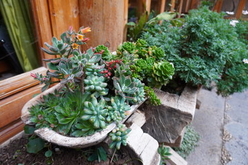 Beautiful succulents at the outside of the local Naxi house, Lijiang, China.