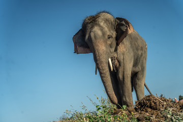 Obraz premium Surin elephant village tourist destination in thailand