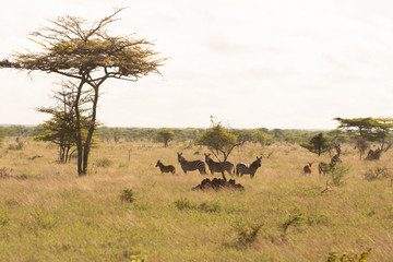 zebra in a grassy meadow near tsavo kenya